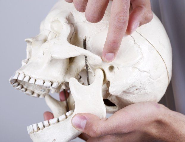 Person pointing to jaw joint on a skull